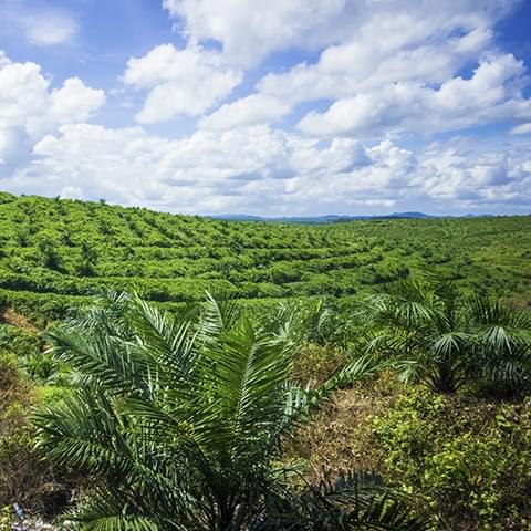 Vi er medlemmer af og støtter op om Roundtable on Sustainable Palm Oil (RSPO)